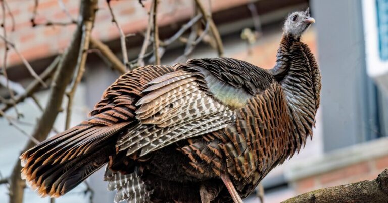 Astoria the Wild Turkey Returns to Midtown Manhattan