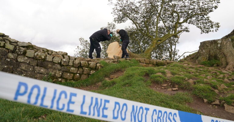 2 Men Found Guilty of Felling Britain’s Sycamore Gap Tree