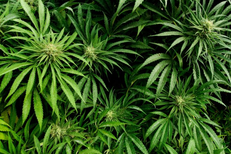 Massachusetts House votes to overhaul Cannabis Control Commission