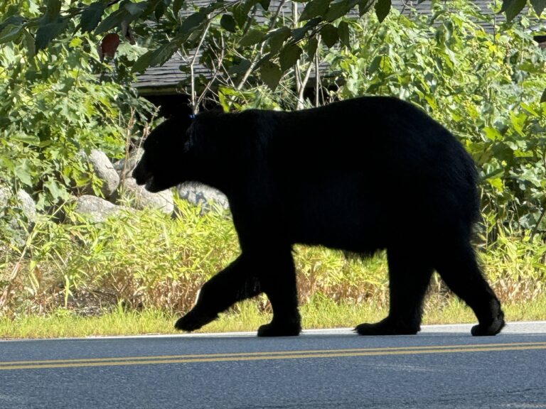 Black bear seen roaming Townsend streets, police ask residents be on alert