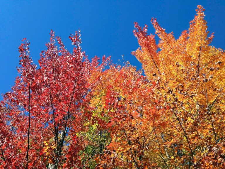 Fall foliage forecast 2025: New England’s autumn colors arriving early