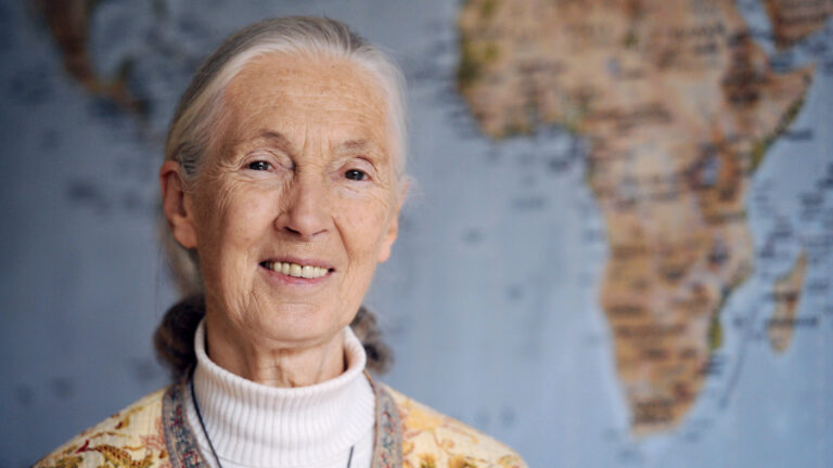 Jane Goodall, legendary primatologist, has died at age 91 : NPR