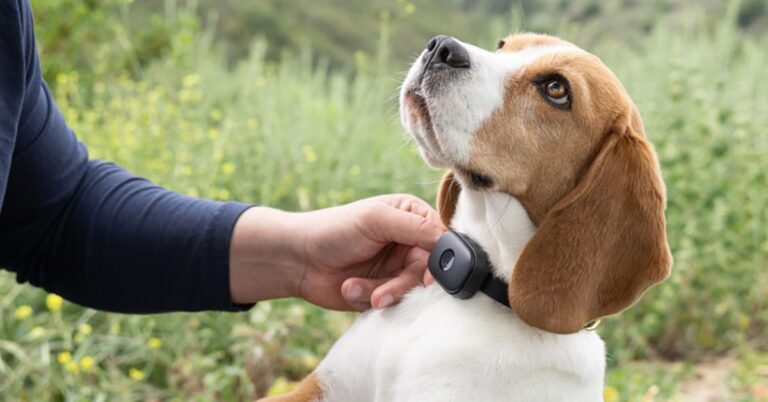 Life360 Pet GPS Collar debuts for $50 – how it compares to Fi
