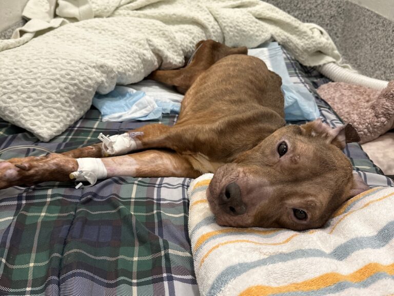 MSPCA euthanizes nearly-starved dog after days of life-saving efforts